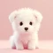 Animals that captivate people with their intelligence